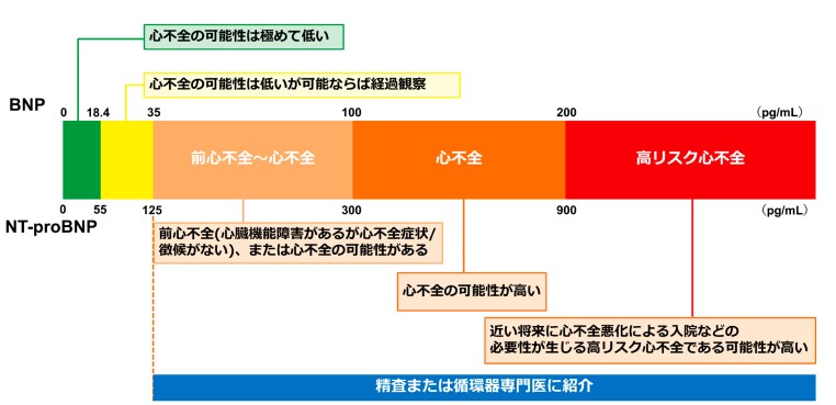 BNPを用いた心不全診断や循環器専門医への紹介基準